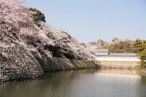 彦根城桜まつり